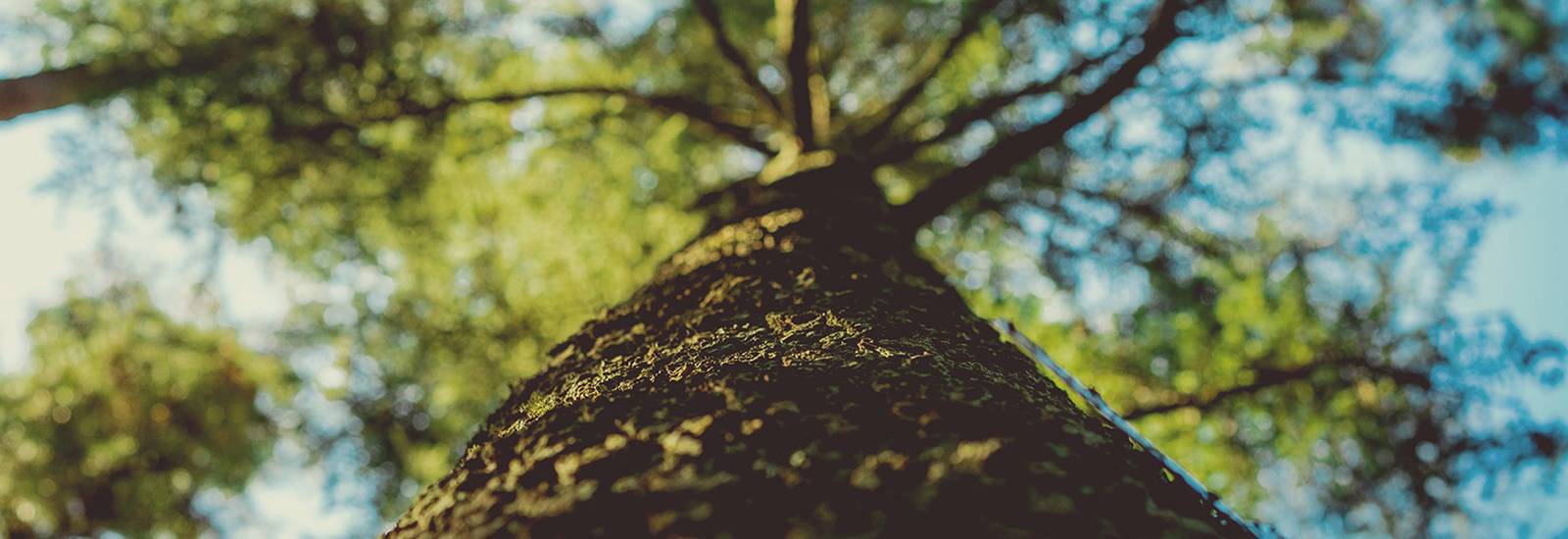 Header page image
